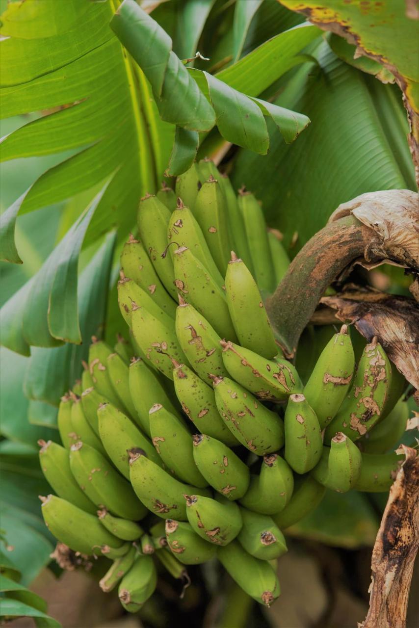 Herdade Do Ananas Понта-Делгада Экстерьер фото