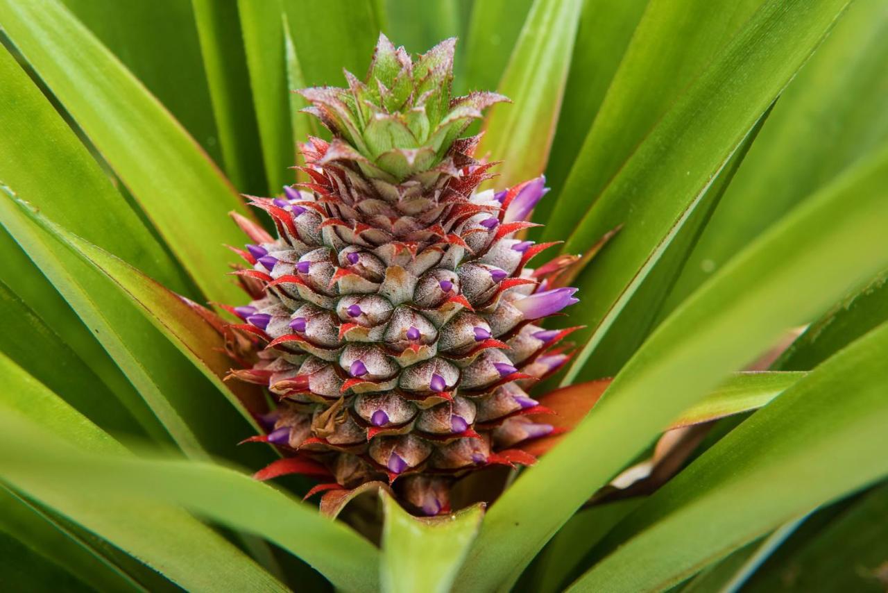 Herdade Do Ananas Понта-Делгада Экстерьер фото