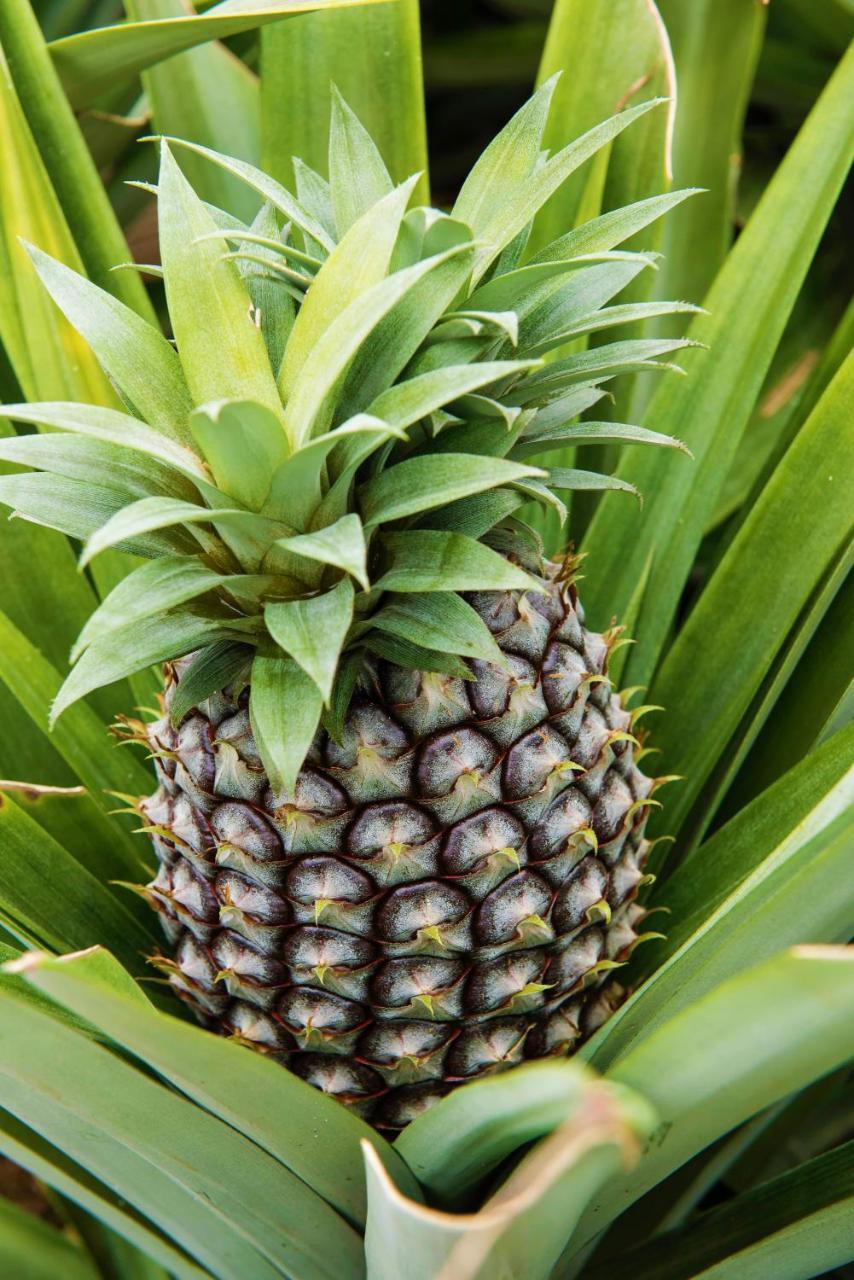 Herdade Do Ananas Понта-Делгада Экстерьер фото